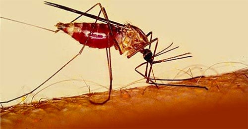 Mosquito transmisor de la malaria