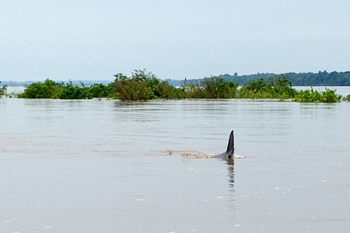 Camboya, más allá de los Templos de Angkor - Blogs de Camboya - Capítulo 7 - Kratie, más Mekong y los delfines Irrawaddy (4)