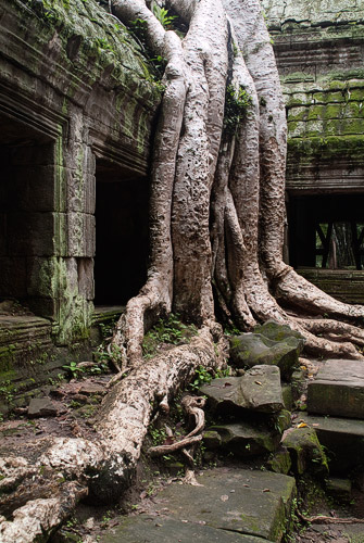Capítulo 11 – Grandes paseos por los templos de Angkor - Camboya, más allá de los Templos de Angkor (13)