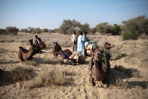 Capítulo 5 – Tour en camello por el desierto del Thar - India con mochila. Color, olor y seducción (8)