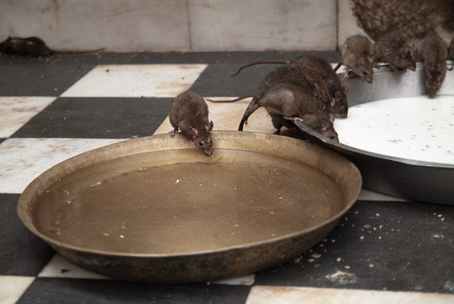 Agua y leche para que nos les falte de nada Agua y leche para que nos les falte de nada