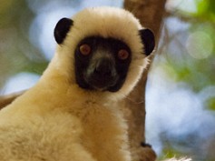 Sifaka de Decken del Grand Tsingy de Madagascar