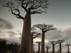 Paseo fotográfico por la Avenida de Baobab de Morondava, Madagascar