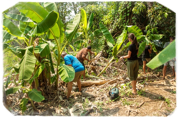 Cortando y recogiendo troncos de banano