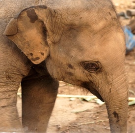 Un día cualquiera en Elephan's World