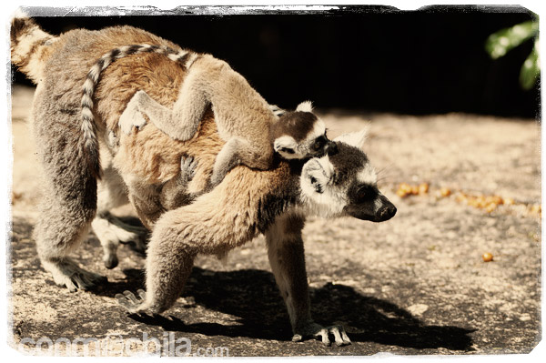 Visita a los encantadores lemures de cola anillada - Madagascar con mochila, descubriendo la isla africana (3)