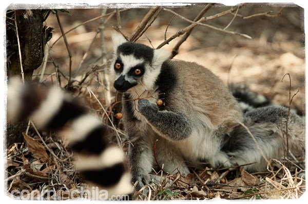Visita a los encantadores lemures de cola anillada - Madagascar con mochila, descubriendo la isla africana (4)
