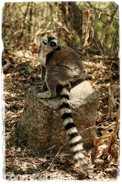 Visita a los encantadores lemures de cola anillada - Madagascar con mochila, descubriendo la isla africana (6)