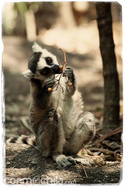 Visita a los encantadores lemures de cola anillada - Madagascar con mochila, descubriendo la isla africana (7)