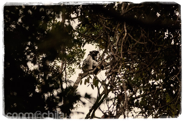 ¡Mira ahí! Los indris de la reserva de Analamazaotra y una visita inesperada - Madagascar con mochila, descubriendo la isla africana (3)