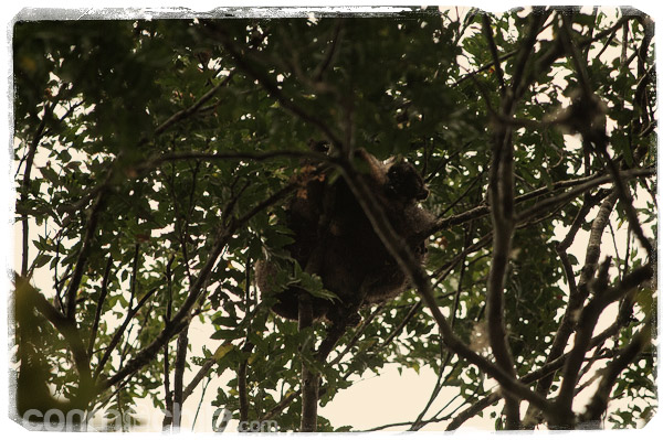 ¡Mira ahí! Los indris de la reserva de Analamazaotra y una visita inesperada - Madagascar con mochila, descubriendo la isla africana (6)