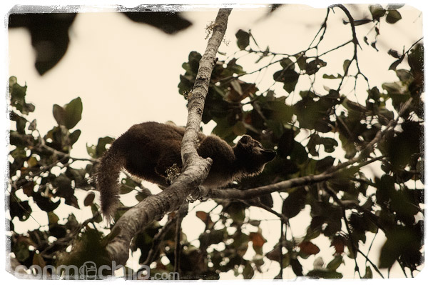 ¡Mira ahí! Los indris de la reserva de Analamazaotra y una visita inesperada - Madagascar con mochila, descubriendo la isla africana (7)