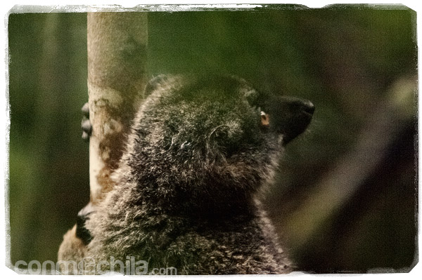 ¡Mira ahí! Los indris de la reserva de Analamazaotra y una visita inesperada - Madagascar con mochila, descubriendo la isla africana (8)