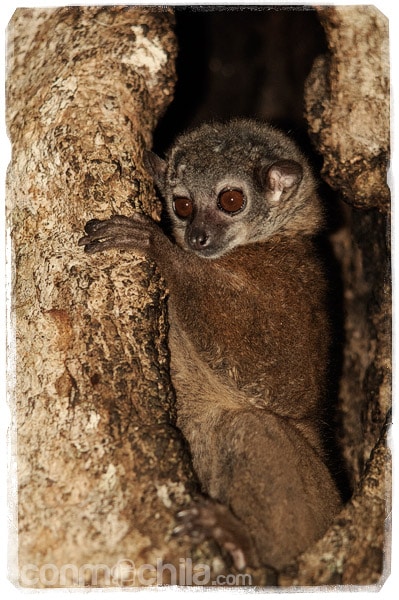 El Parque Nacional de Mantadia y el carnívoro más grande de Madagascar: el fossa - Madagascar con mochila, descubriendo la isla africana (6)