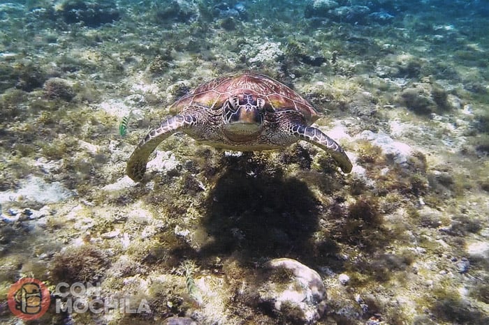 The first turtle that we saw