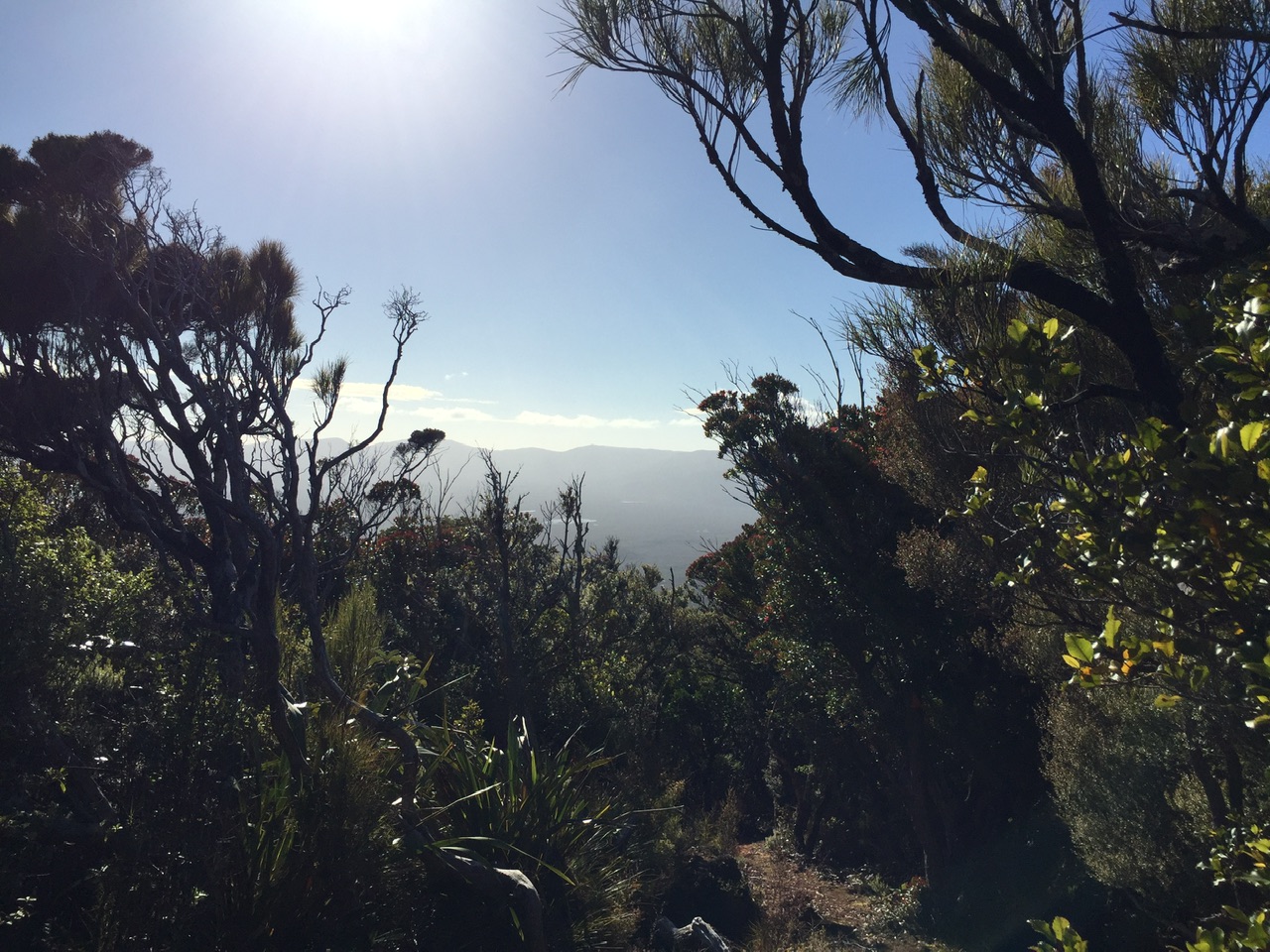 10 días realizando el North West Circuit de Stewart Island 6 Tramos entre arbustos donde básicamente toca abrirse paso por entre ellos.