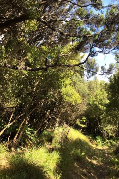 10 días realizando el North West Circuit de Stewart Island 3 Vegetación