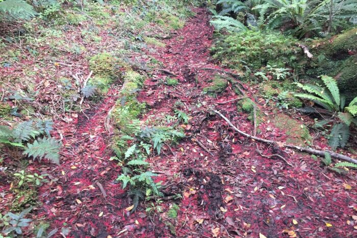 10 días realizando el North West Circuit de Stewart Island 32 El barro es traicionero
