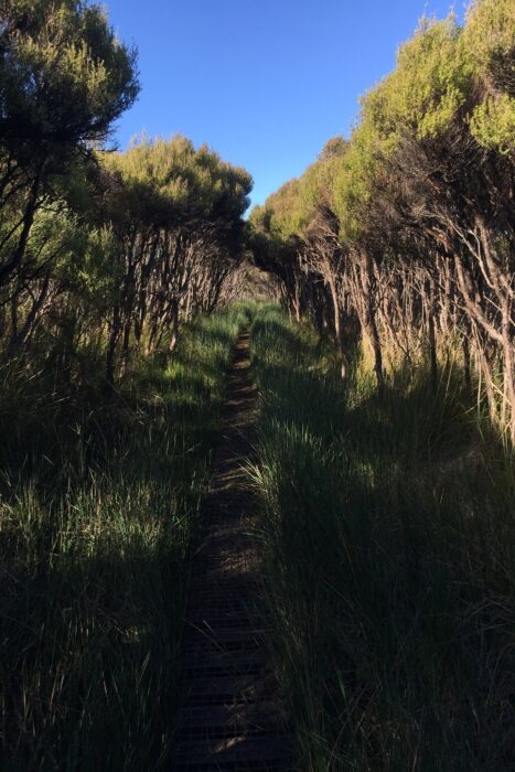 10 días realizando el North West Circuit de Stewart Island 37 Camino más sencillo y despejado