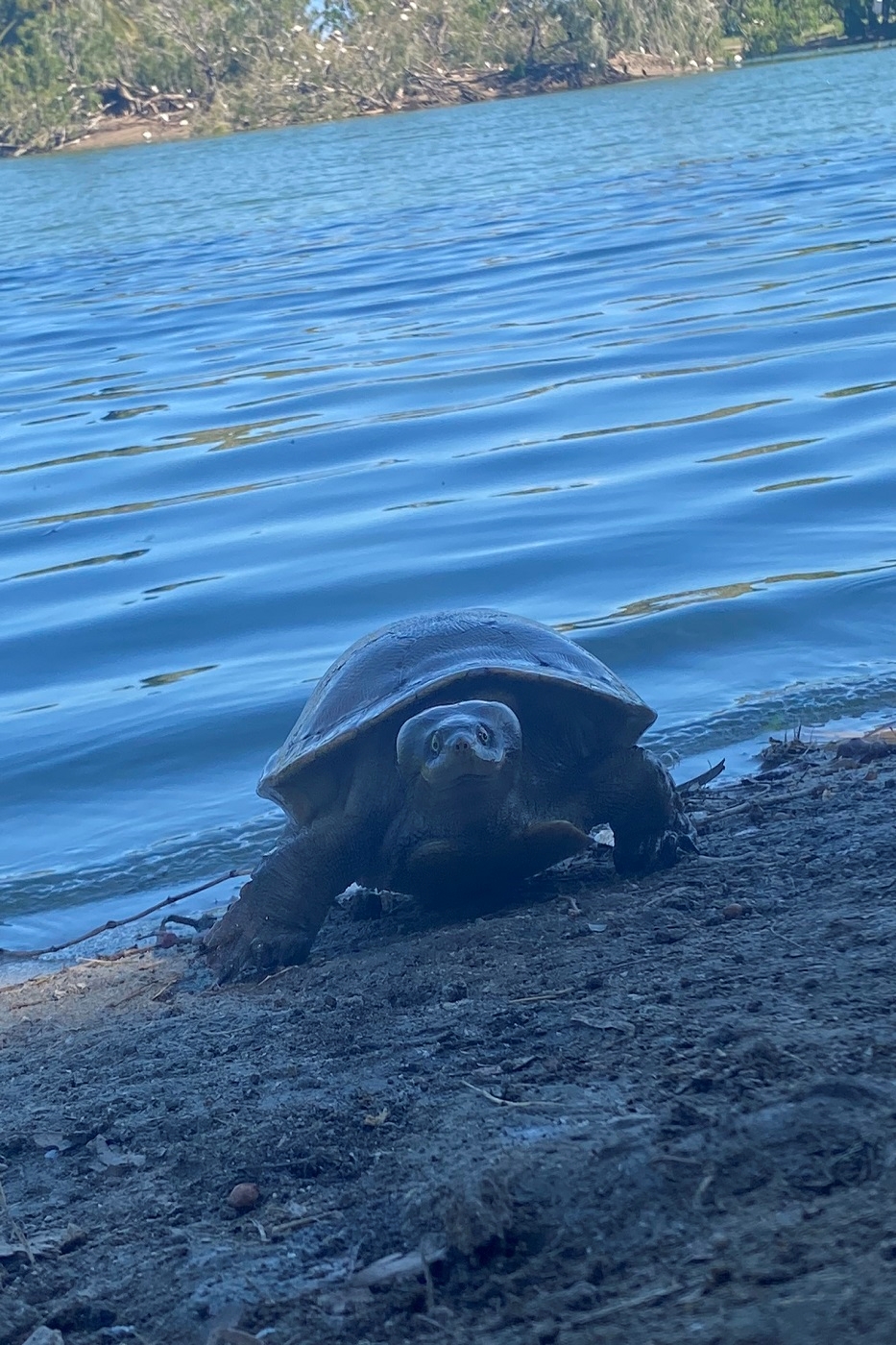 Bowen, la joya escondida de Airlie Beach que bien merece la pena 11 Una curiosa tortuga viniendo a saludar.