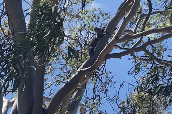 Magnetic Island, la isla tropical de Townsville 6 Koalaaaaa