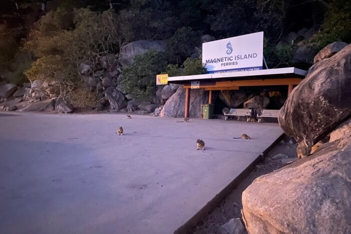 Magnetic Island, la isla tropical de Townsville 2 Con los wallabies y el ferri