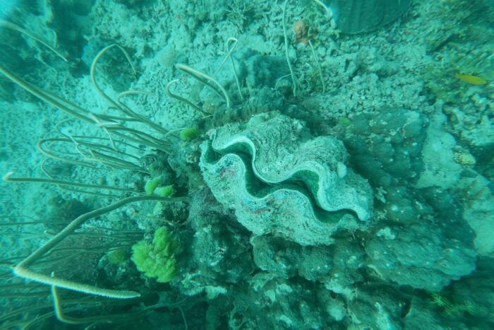 Magnetic Island, la isla tropical de Townsville 5 Alemjas gigantes en el mar