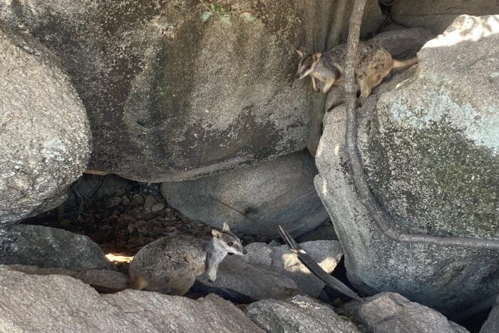 Magnetic Island, la isla tropical de Townsville 10 Recuerda: ¡no alimentes a los wallabies de las rocas!
