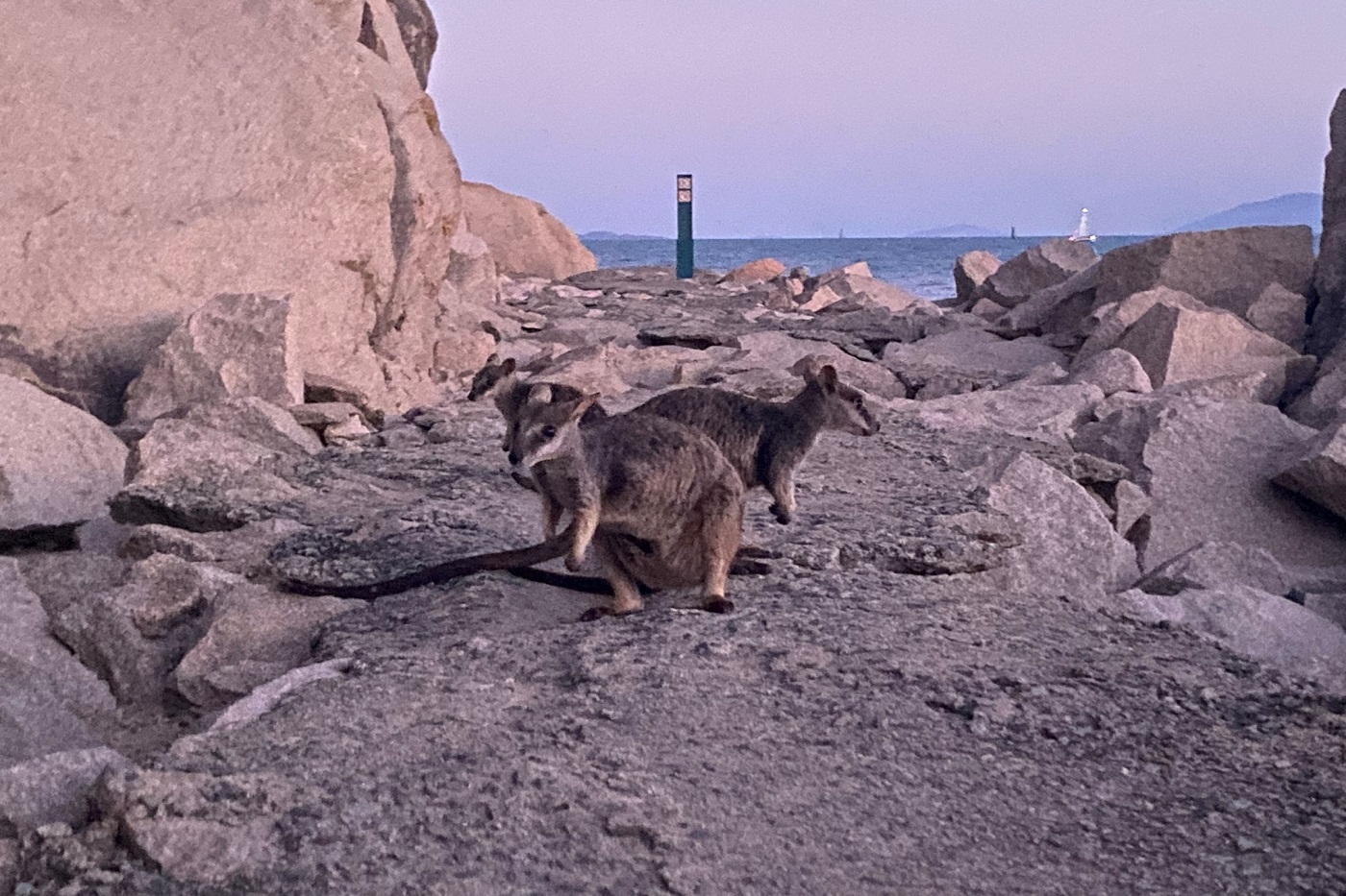 Magnetic Island, la isla tropical de Townsville 1 Wallabies