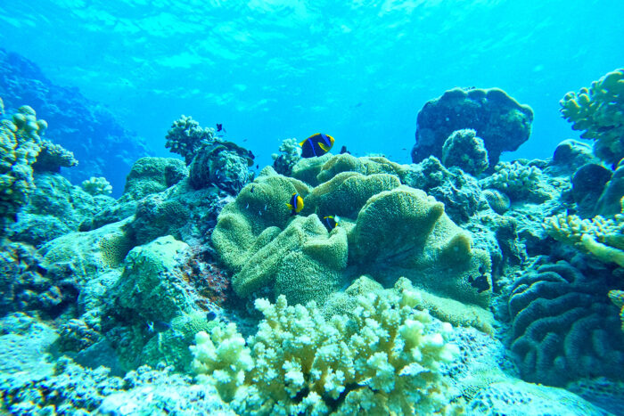 AUSTRALIA 17 Arrecifes de Coral