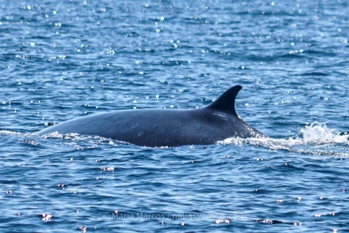 Entre hélices y selfies: la doble amenaza que ahoga a las ballenas. 2 Langkawi whale maria marcos