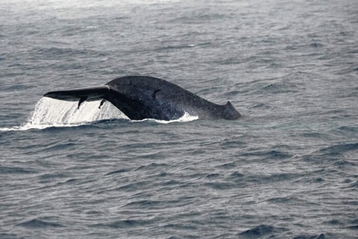 Entre hélices y selfies: la doble amenaza que ahoga a las ballenas. 5 ballena azul sl maria marcos 1 1