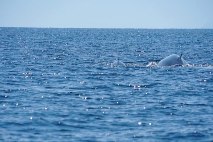 Entre hélices y selfies: la doble amenaza que ahoga a las ballenas. 4 ballena langkawi maria marcos 1
