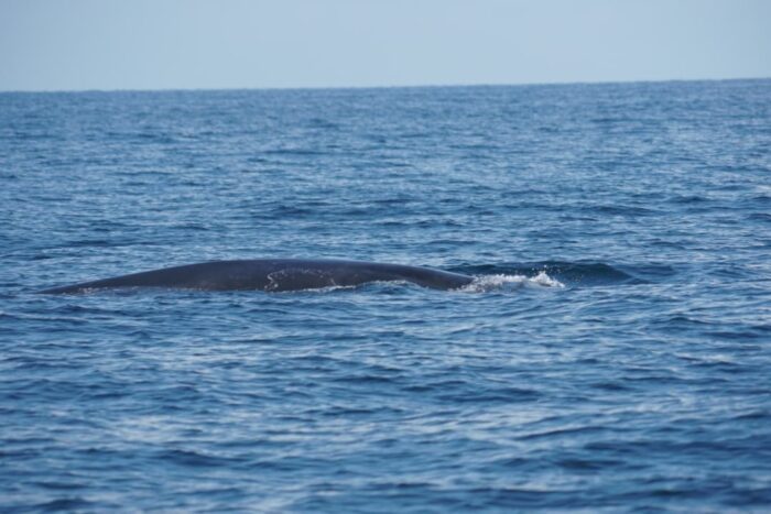 Entre hélices y selfies: la doble amenaza que ahoga a las ballenas. 9 Bryde's whale durante el estudio científico en Malaysia.