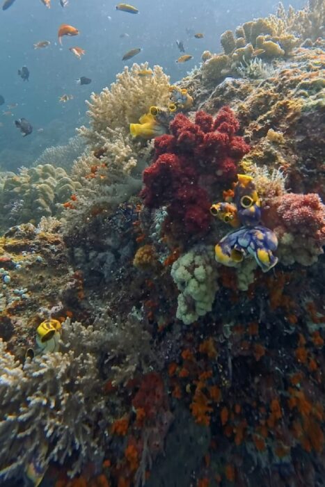 Por qué todo buceador debería vivir un liveaboard al menos una vez en su vida. 2 Los arrecifes de coral más vivos, coloridos y biodiversos que he visto en mi vida.