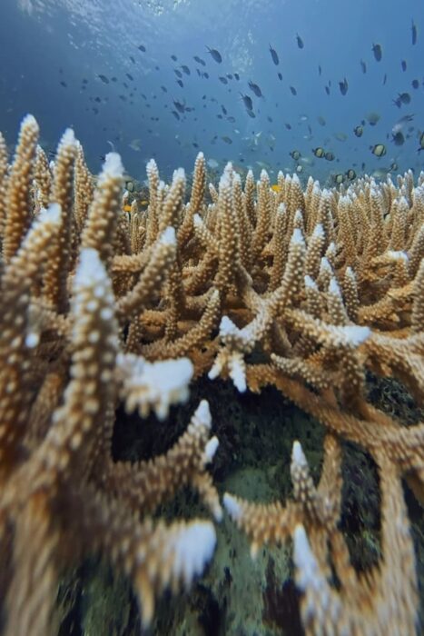 Por qué todo buceador debería vivir un liveaboard al menos una vez en su vida. 5 Encontrabamos distintos ecosistemas de arrecifes diferentes, cada uno con sus protagonistas. Jardín de Corales Duros.