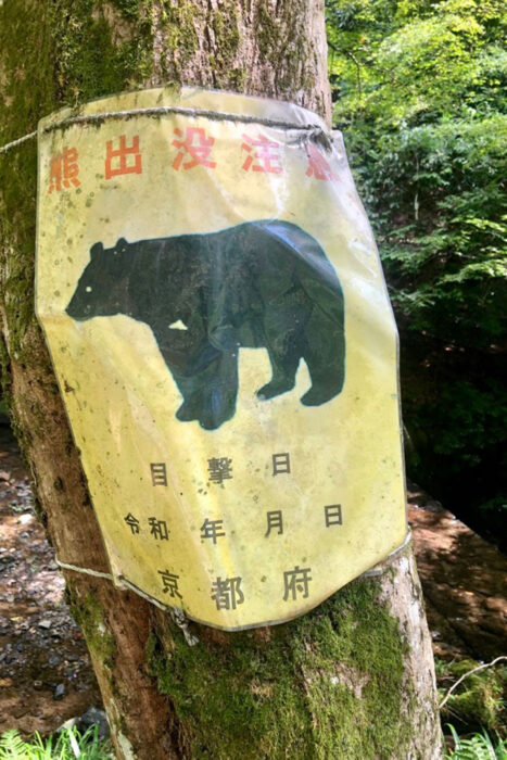 Japón bajo el terror del oso: cómo evitar malos encuentros en los montes japoneses 14 Cuidado con el oso