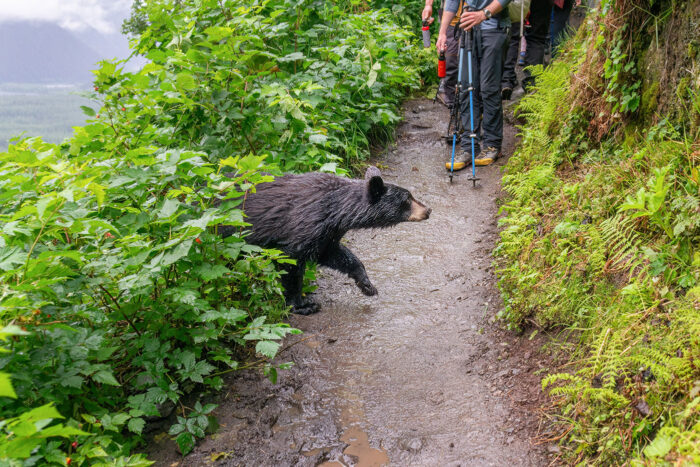 Japón bajo el terror del oso: cómo evitar malos encuentros en los montes japoneses 5 Encuentro con oso en mitad del monte