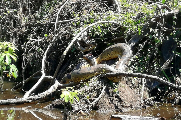 Navegando el Amazonas: anacondas, pesca de supervivencia y un río que se rinde por fin al océano 1 La anaconda de seis metros que echaba la siesta en un meandro de la selva brasileña