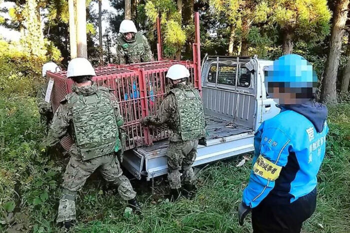 Japón bajo el terror del oso: cómo evitar malos encuentros en los montes japoneses 4 Soldados de las Fuerzas de Auto Defensa niponas practicando la captura del oso