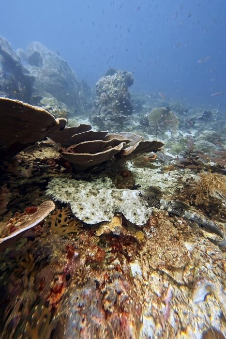 Por qué todo buceador debería vivir un liveaboard al menos una vez en su vida. 13 RajaAmpat.Maria Marcos.25 12