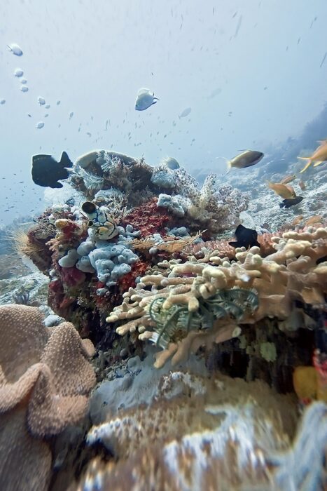 Por qué todo buceador debería vivir un liveaboard al menos una vez en su vida. 16 Esta experiencia me recordó en nunca perder la esperanza por la Madre Tierra, porque aún existen lugares donde la vida más biodiversa resiste en silencio, y que así siga siendo.