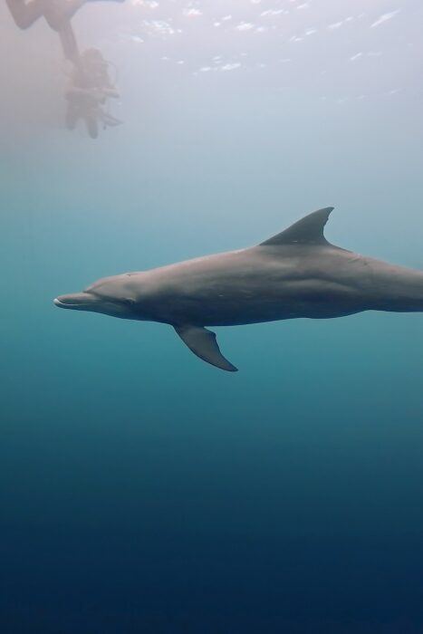 Por qué todo buceador debería vivir un liveaboard al menos una vez en su vida. 12 RajaAmpat.Maria Marcos.25 16