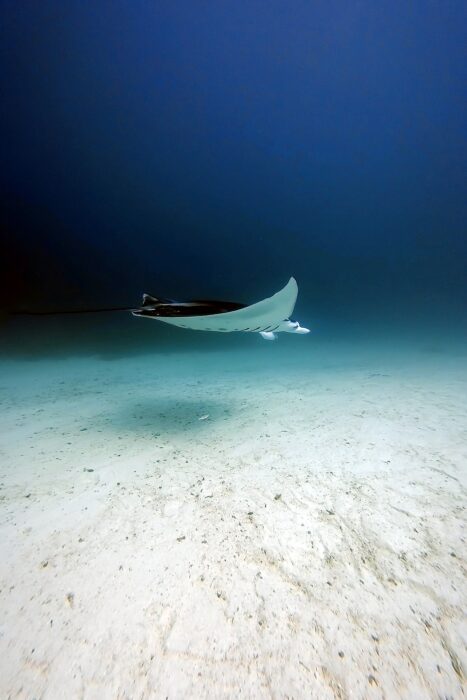 Por qué todo buceador debería vivir un liveaboard al menos una vez en su vida. 8 RajaAmpat.Maria Marcos.25 2 2