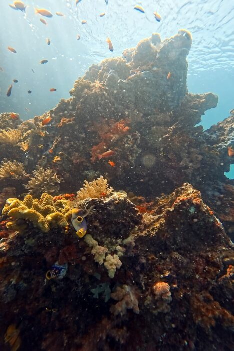 Por qué todo buceador debería vivir un liveaboard al menos una vez en su vida. 6 La verdad es que es como una catedral, donde cada vida estaba tallada por la Diosa del Mar.
