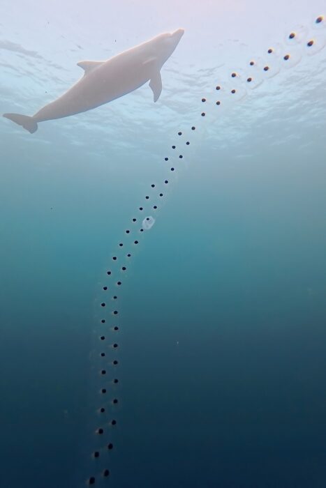 Por qué todo buceador debería vivir un liveaboard al menos una vez en su vida. 10 RajaAmpat.Maria Marcos.25