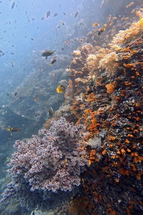 Por qué todo buceador debería vivir un liveaboard al menos una vez en su vida. 4 Infinidad de colores y vida en cada rincón.