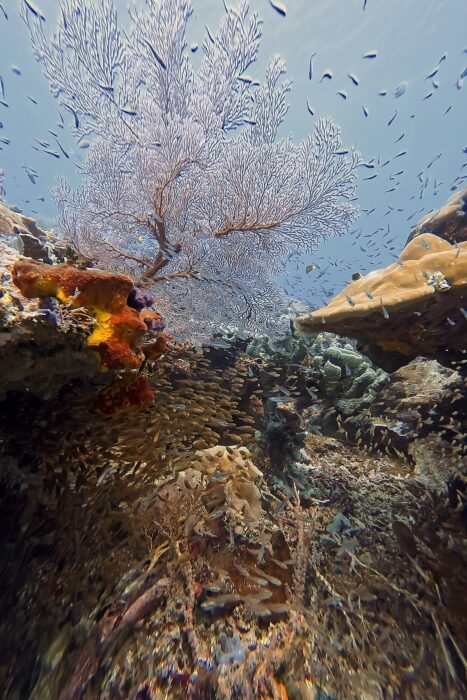 Por qué todo buceador debería vivir un liveaboard al menos una vez en su vida. 3 Esta foto es la representación de la Riqueza Biológica, cuando existen muchas especies distintas en un determinado espacio.