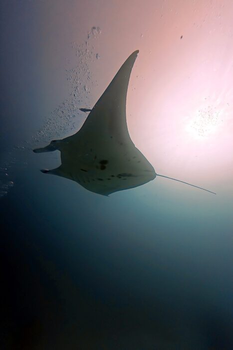 Por qué todo buceador debería vivir un liveaboard al menos una vez en su vida. 9 RajaAmpat.Maria Marcos.25 8