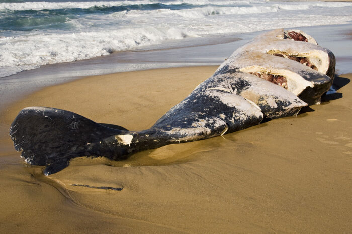 Entre hélices y selfies: la doble amenaza que ahoga a las ballenas. 7 La colisión de embarcaciones de gran envergadura con grandes cetáceos se ha convertido en los últimos años en una de las principales causas de mortalidad para algunas especies y poblaciones de mamíferos marinos.